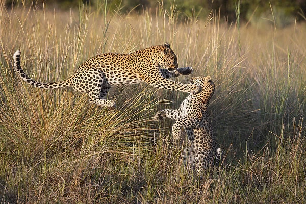 Leopard (Panthera pardus) Playful mother pouncing on cub age one, Jao Reserve, Okavango