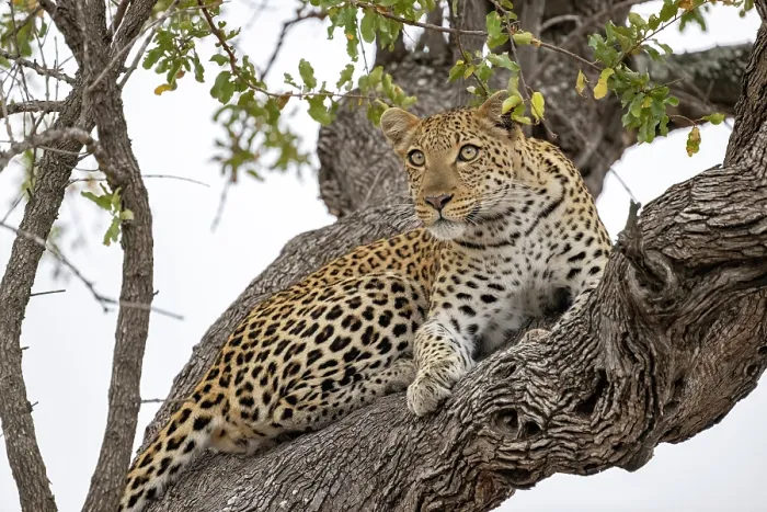 Framed Print : Leopard (Panthera pardus) resting high up in a tree, Klaserie Private Game Reserve, South Africa Framed Print : Leopard (Panthera pardus) resting high up in a tree, Klaserie Private Game Reserve, South Africa