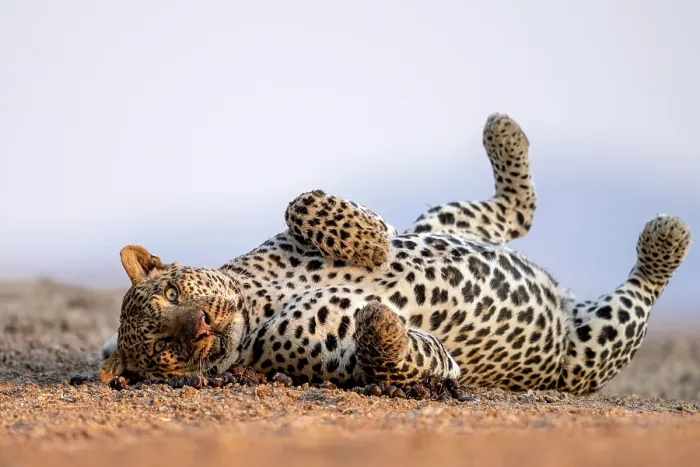 Framed Print : Leopard (Panthera pardus) rolling on its back, Lower Zambezi National Park, Zambia Framed Print : Leopard (Panthera pardus) rolling on its back, Lower Zambezi National Park, Zambia