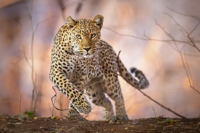 Framed Print : Leopard (Panthera pardus) running, portrait, South Luangwa National Park, Zambia Framed Print : Leopard (Panthera pardus) running, portrait, South Luangwa National Park, Zambia