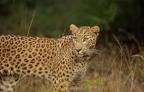Leopard (Panthera pardus) standing in grassland, India