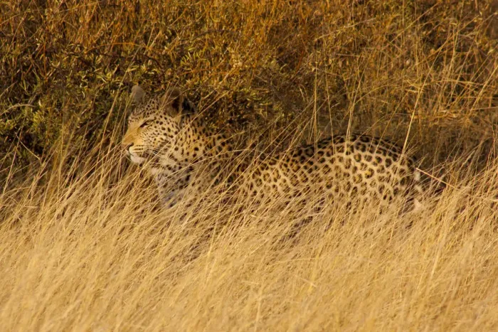 Framed Print : Leopard (Panthera pardus) walking through dry grassland, Erindi Game Reserve, Namibia Framed Print : Leopard (Panthera pardus) walking through dry grassland, Erindi Game Reserve, Namibia