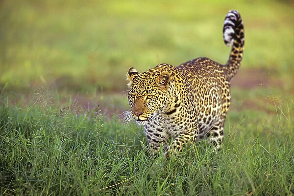 Leopard (Panthera pardus) walking through grass, Masai Mara National Reserve, Kenya, East Africa