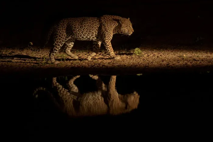 Framed Print : Leopard (Panthera pardus) walking beside waterhole, reflected in the water at dusk Framed Print : Leopard (Panthera pardus) walking beside waterhole, reflected in the water at dusk