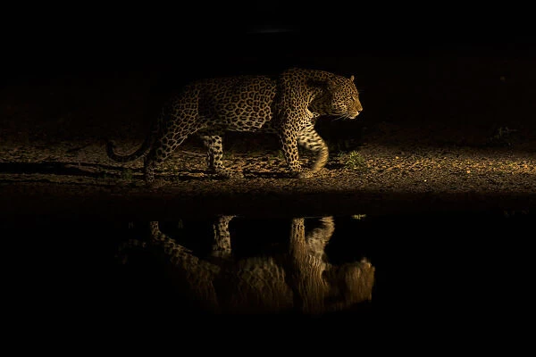 Leopard (Panthera pardus) walking along waterhole, reflected in the water at dusk