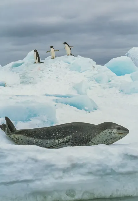 Framed Print : Leopard seal (Hydrurga leptonyx) resting on ice with three Adelie penguin Framed Print : Leopard seal (Hydrurga leptonyx) resting on ice with three Adelie penguin