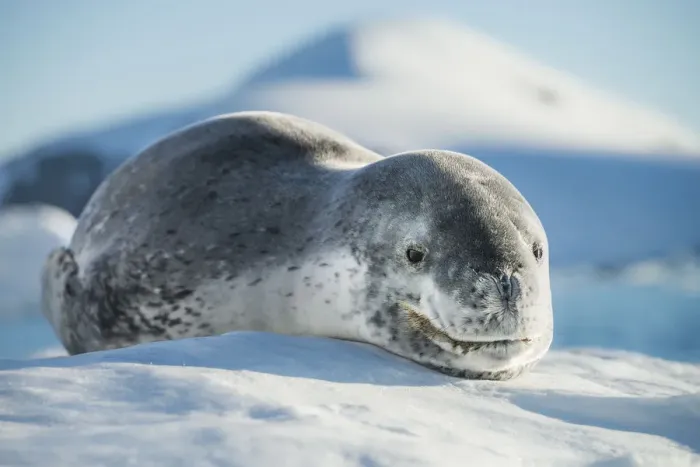 Framed Print : Leopard seal (Hydrurga leptonyx) resting in an iceberg, Port Charcot, Antarctic Peninsula Framed Print : Leopard seal (Hydrurga leptonyx) resting in an iceberg, Port Charcot, Antarctic Peninsula
