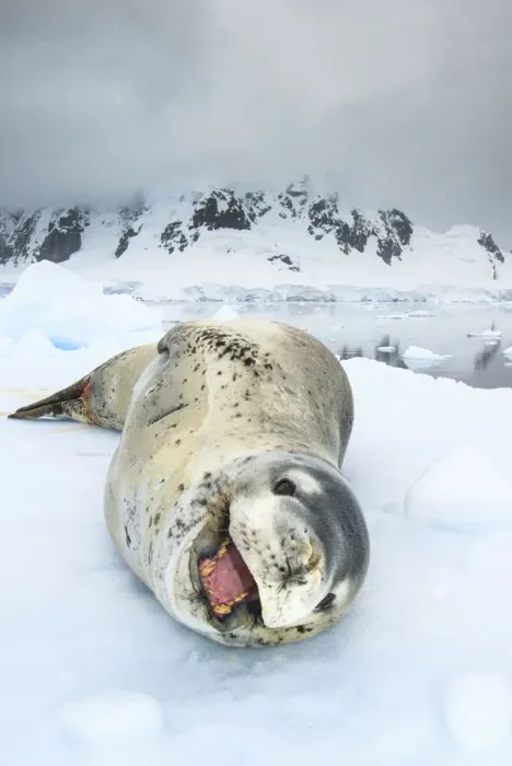 Framed Print : Leopard seal (Hydrurga leptonyx) resting over an iceberg, Antarctic Peninsula, Antarctica Framed Print : Leopard seal (Hydrurga leptonyx) resting over an iceberg, Antarctic Peninsula, Antarctica