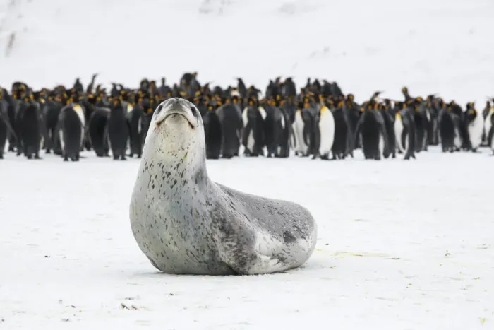 Framed Print : Leopard seal (Hydrurga leptonyx) rests, with King penguins (Aptenodytes patagonicus