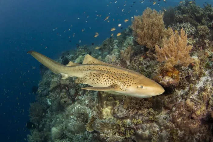 Framed Print : Leopard shark (Stegostoma fasciatum) cruising along the edge of an underwater drop off Framed Print : Leopard shark (Stegostoma fasciatum) cruising along the edge of an underwater drop off