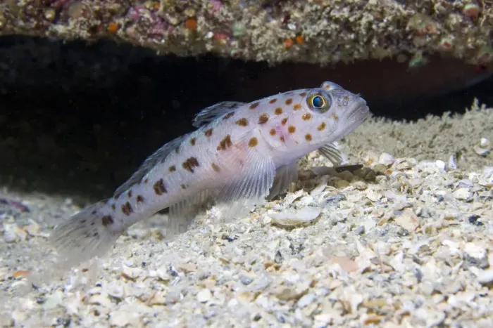 Framed Print : Leopard-spotted Goby (Thorogobius ephippiatus). Channel Islands, UK, June Framed Print : Leopard-spotted Goby (Thorogobius ephippiatus). Channel Islands, UK, June