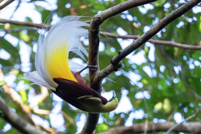 Framed Print : Lesser bird of paradise (Paradisaea minor) male, perched on branch, displaying, Malagufuk, West Papua