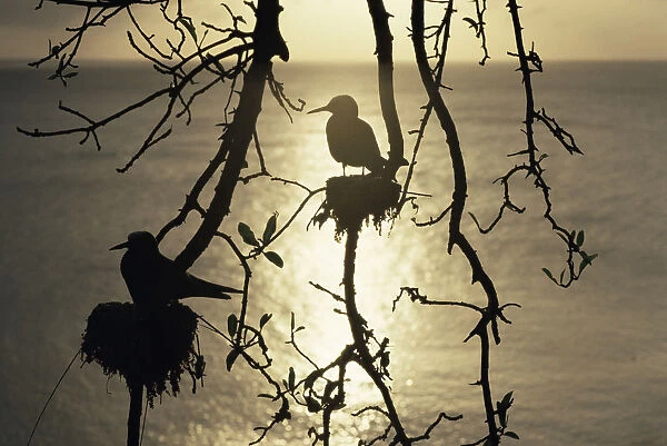 Lesser black noddies {Anous tenuirostris} nesting, silhouetted, Noronha Is, Brazil