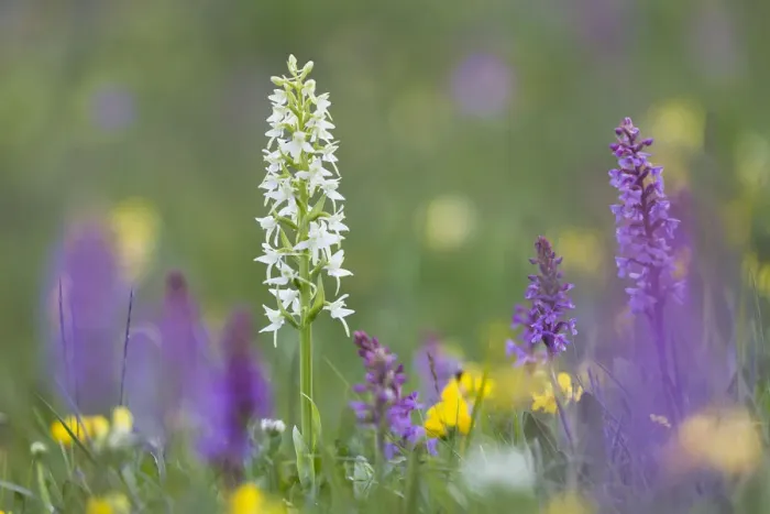 Framed Print : Lesser Butterfly Orchid (Platanthera bifolia) surrounded by Fragrant Orchids (Gymnadenia Framed Print : Lesser Butterfly Orchid (Platanthera bifolia) surrounded by Fragrant Orchids (Gymnadenia