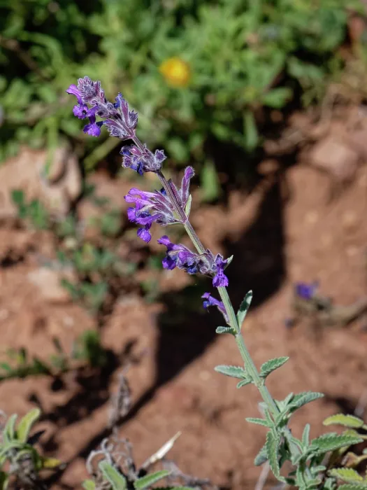 Framed Print : Lesser catmint (Nepeta amethystina laciniata) flowering, Cabo de Gata-Nijar Natural Park, Almeria, Spain. March Framed Print : Lesser catmint (Nepeta amethystina laciniata) flowering, Cabo de Gata-Nijar Natural Park, Almeria, Spain. March