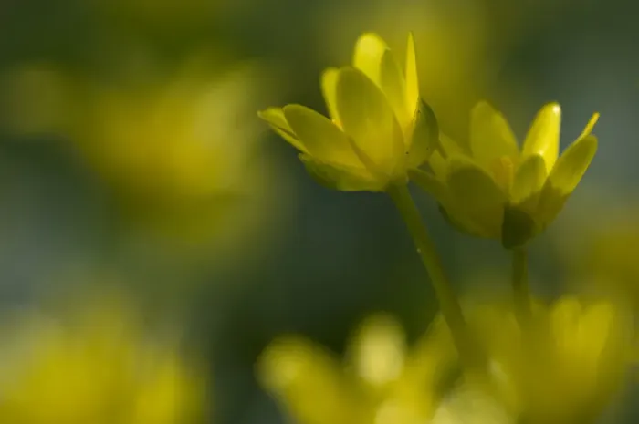 Framed Print : Lesser celandine  /  Figwort (Ranunculus ficaria) France