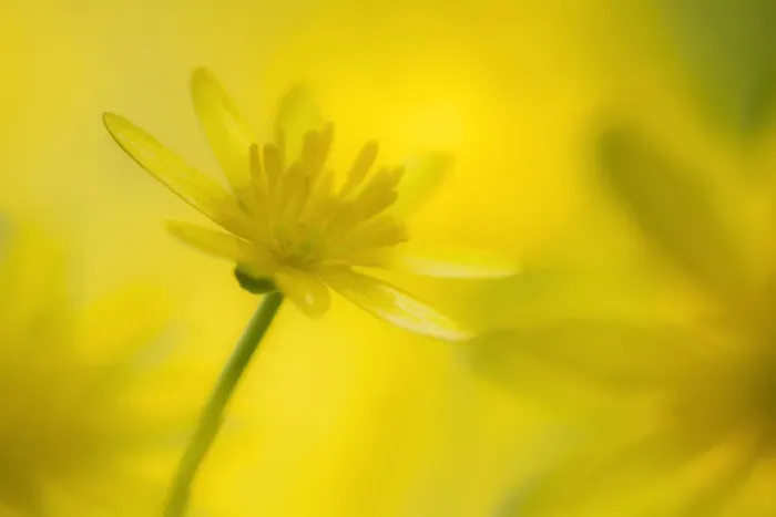Framed Print : Lesser celandine flower (Ranunculus ficaria), Cornwall, England, UK. April Framed Print : Lesser celandine flower (Ranunculus ficaria), Cornwall, England, UK. April