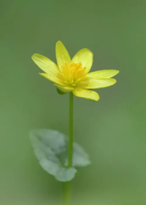 Framed Print : Lesser celandine (Ranunculus ficaria) Clare Glen, Tandragee, County Armagh. Northern Ireland Framed Print : Lesser celandine (Ranunculus ficaria) Clare Glen, Tandragee, County Armagh. Northern Ireland