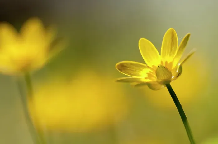 Framed Print : Lesser celandine (Ranunculus ficaria) in flower, Cornwall, England, UK, March Framed Print : Lesser celandine (Ranunculus ficaria) in flower, Cornwall, England, UK, March