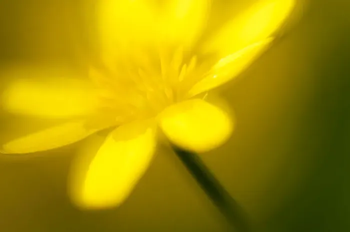 Framed Print : Lesser celandine (Ranunculus ficaria) in flower, Cornwall, England, UK, March Framed Print : Lesser celandine (Ranunculus ficaria) in flower, Cornwall, England, UK, March