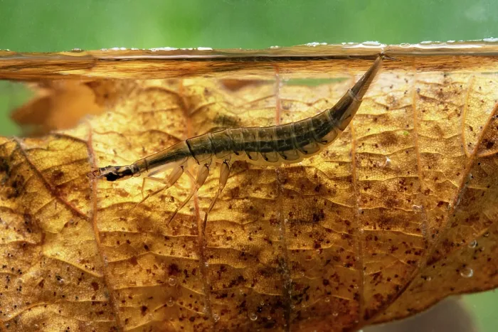 Framed Print : Lesser diving beetle (Acilius sulcatus) larva taking in air at surface of woodland pond, Cheshire, England, UK. May. Controlled conditions Framed Print : Lesser diving beetle (Acilius sulcatus) larva taking in air at surface of woodland pond, Cheshire, England, UK. May. Controlled conditions