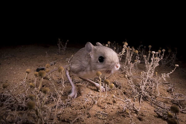 Lesser Egyptian jerboa (Jaculus jaculus) in the desert at night, Oued Afra
