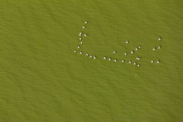 Lesser flamingo flock (Phoeniconaias) flying over lake with green algae, aerial view
