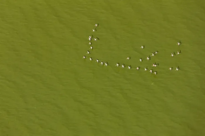Framed Print : Lesser flamingo flock (Phoeniconaias) flying over lake with green algae, aerial view