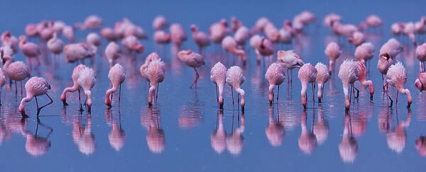 Lesser flamingo (Phoeniconaias minor) flock in lake Nakuru, Kenya