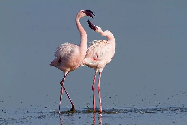 Lesser flamingo (Phoeniconaias minor) males in display, Lake Nakuru, Kenya