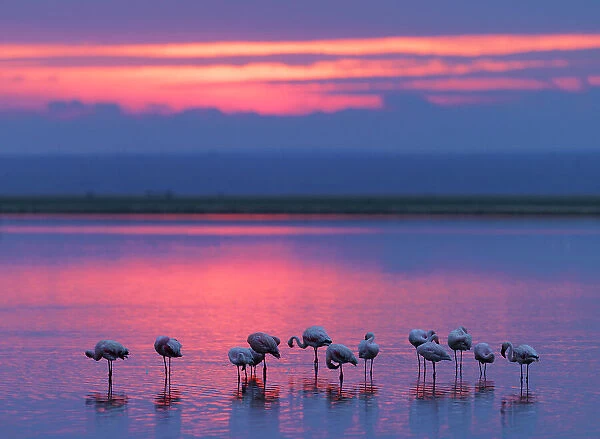 Lesser flamingo (Phoeniconaias minor) flock resting at sunset. Amboseli National Park, Kenya. July