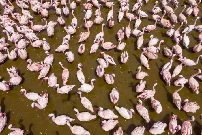 Framed Print : Lesser flamingo (Phoeniconaias minor) aerial view of flock gathering at lake, Bogoria
