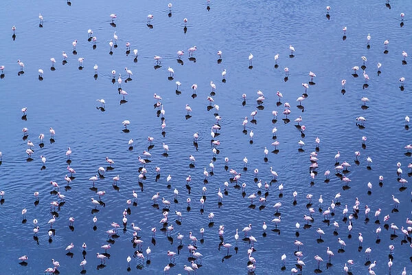 Lesser flamingo (Phoeniconaias minor) flock, aerial view, Magadi lake, Kenya, September