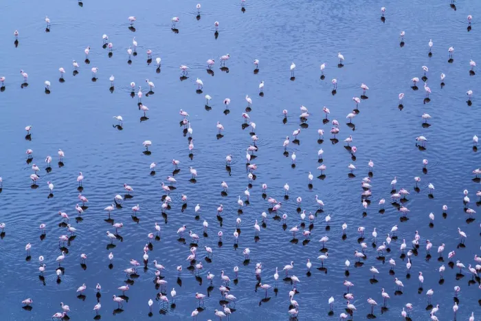 Framed Print : Lesser flamingo (Phoeniconaias minor) flock, aerial view, Magadi lake, Kenya, September