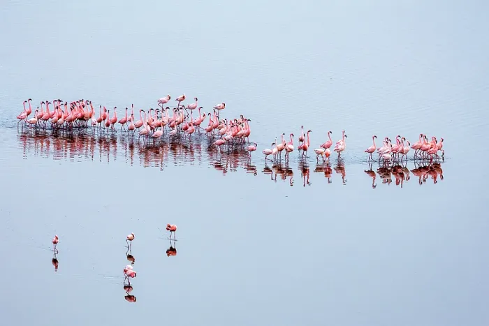 Framed Print : Lesser flamingo (Phoeniconaias minor) flock beginning courtship display, Lake Magadi, Great Rift Valley, Kenya