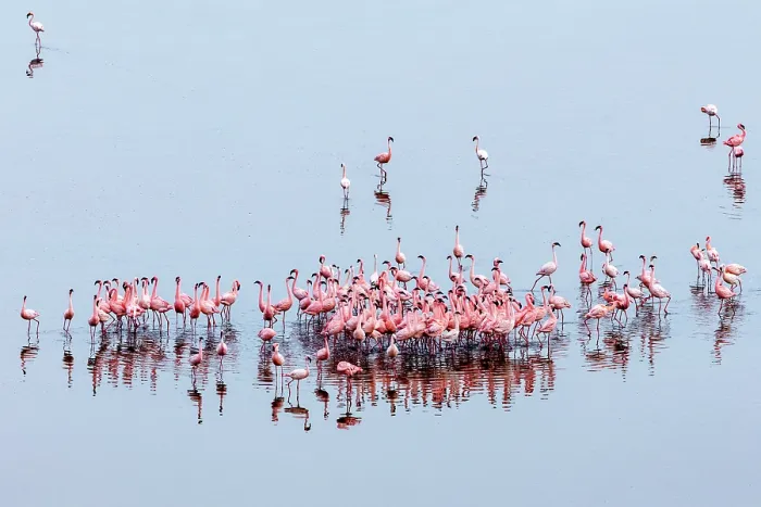 Framed Print : Lesser flamingo (Phoeniconaias minor) flock beginning courtship display, Lake Magadi, Great Rift Valley, Kenya