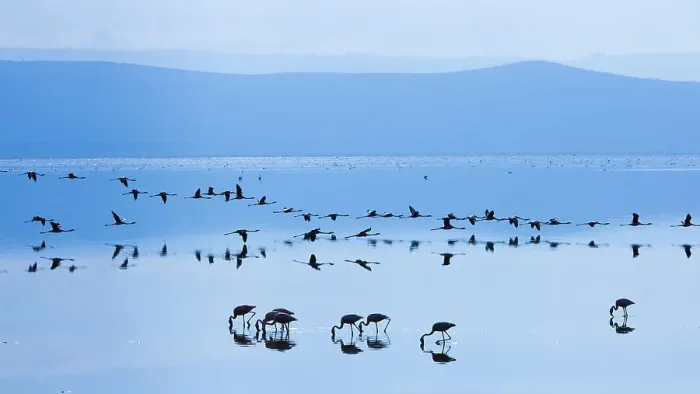 Framed Print : Lesser flamingo (Phoeniconaias minor) flock in lake in morning, Lake Nakuru NP, Rift Valley, Kenya