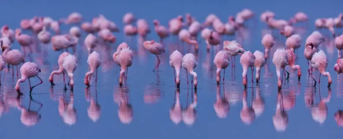 Framed Print : Lesser flamingo (Phoeniconaias minor) flock in lake Nakuru, Kenya