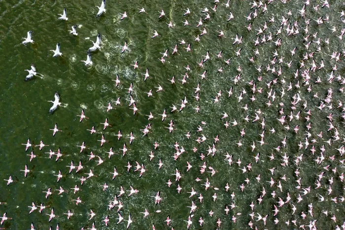Framed Print : Lesser flamingo (Phoeniconaias minor) flock taking flight from lake, Lake Elementeita, Soysambu conservancy, Kenya