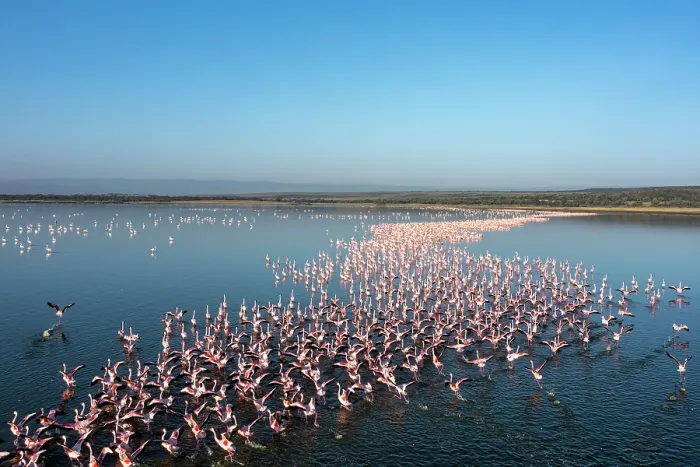 Framed Print : Lesser flamingo (Phoeniconaias minor) flock taking flight from lake, Lake Elementeita, Soysambu conservancy, Kenya