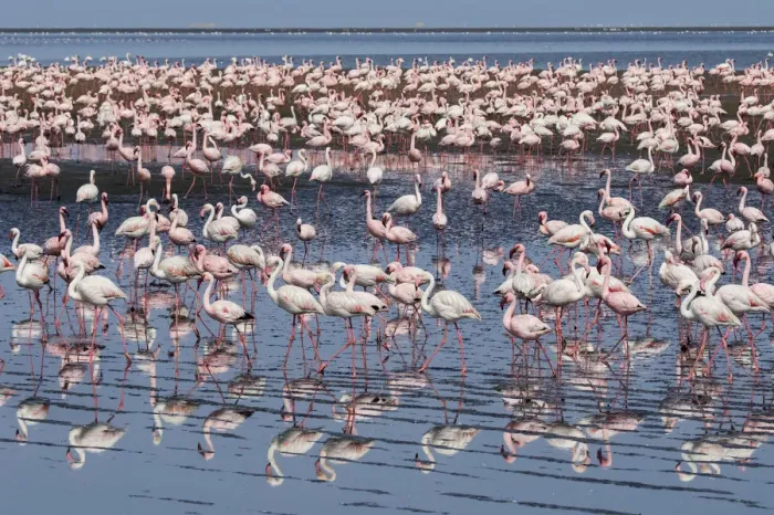 Framed Print : Lesser flamingo (Phoeniconaias minor) and Greater flamingo (Phoenicopterus roseus) flock