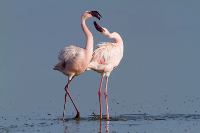 Framed Print : Lesser flamingo (Phoeniconaias minor) males in display, Lake Nakuru, Kenya