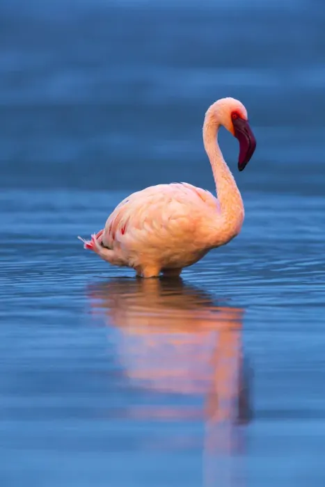 Framed Print : Lesser flamingo (Phoeniconaias minor) portrait, Lake Bogoria, Rift valley, Kenya, Africa