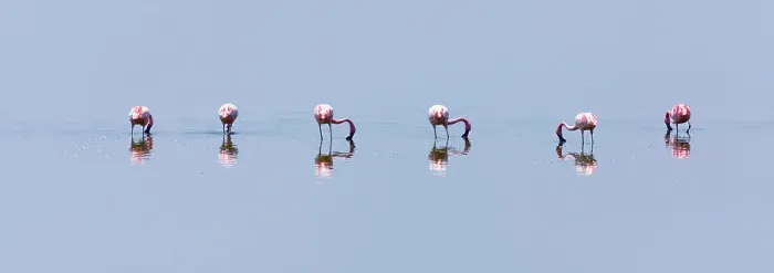 Framed Print : Lesser flamingos (Phoeiconaias minor) feeding in still lake, Lake Nakuru, Rift valley, Kenya, Africa