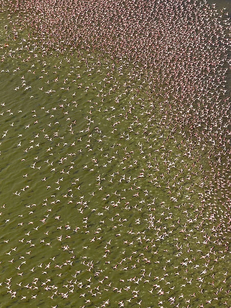 Lesser flamingos (Phoeniconaias minor) on Lake Bogoria, Kenya