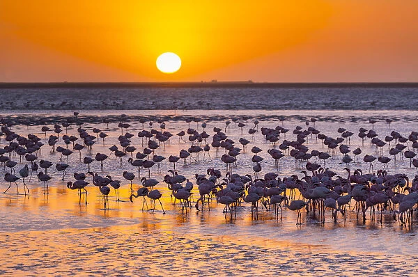 Lesser flamingos (Phoeniconaias minor) wading in saltwater lagoon at sunset, Salinas