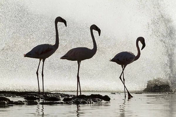 Three Lesser flamingos (Phoeniconaias minor) silhouetted in front of geyser, Lake