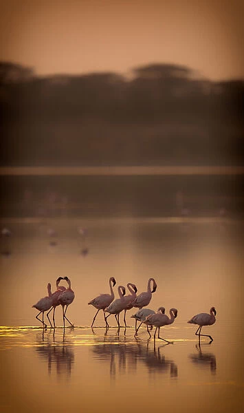 Lesser flamingos (Phoeniconaias minor) flock on lake at dawn, Lake Ndutu Tanzania