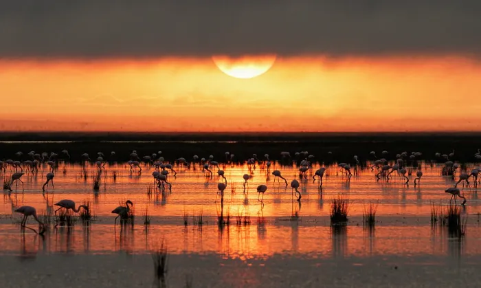 Framed Print : Lesser flamingos (Phoeniconaias minor) flock feeding in shallow water at sunrise, Amboseli National Park, Kenya