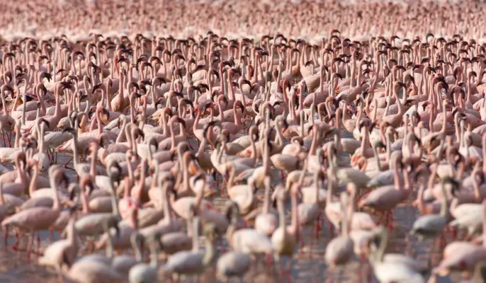 Framed Print : Lesser flamingos (Phoeniconaias minor) flock in Lake Bogoria, Rift valley, Kenya